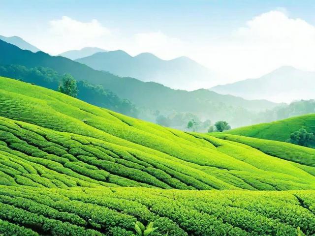 关于喝茶诗句的文化内涵与现代传承,领略茶诗中的生活艺术